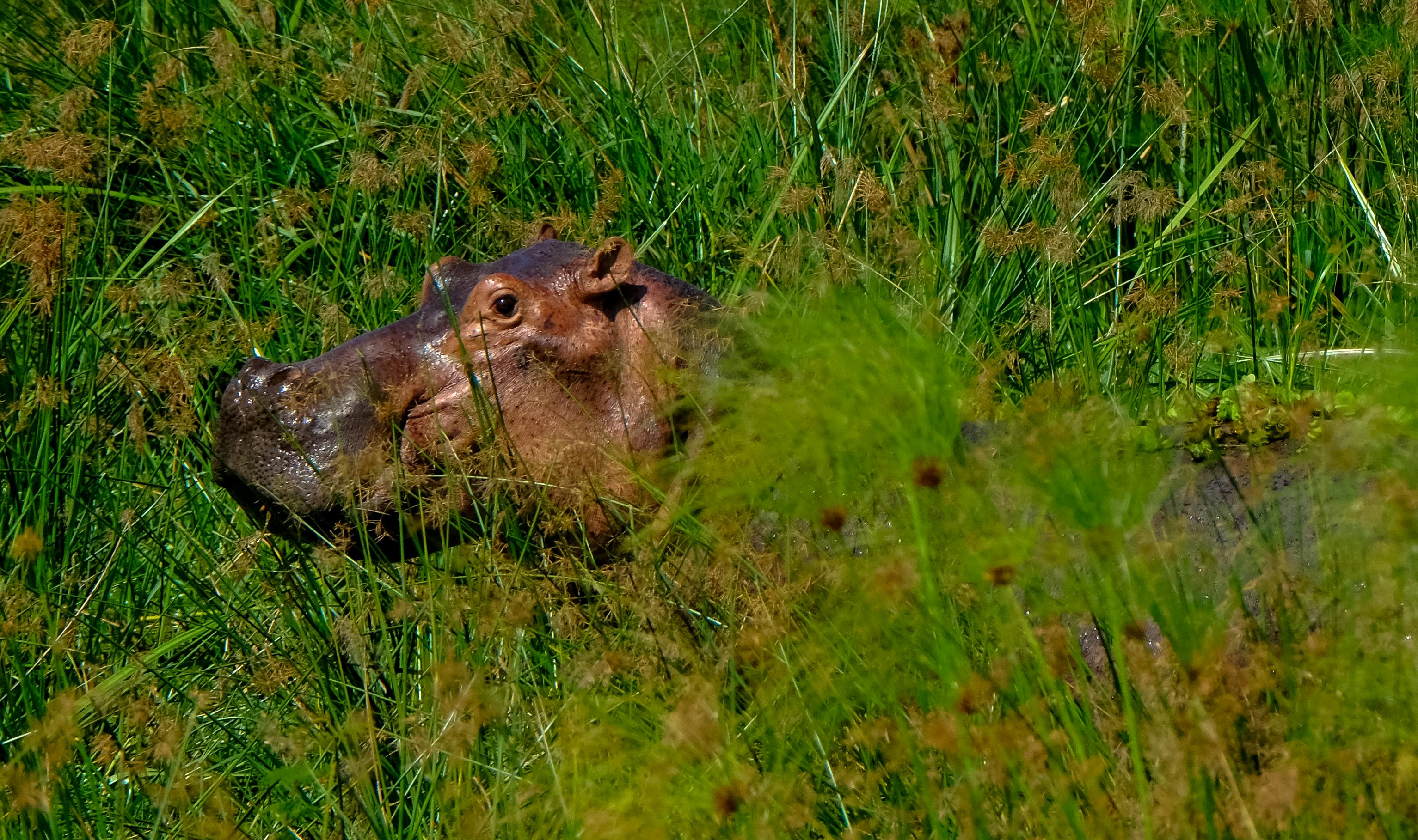 a hippo surrounded by reeds and vegetation