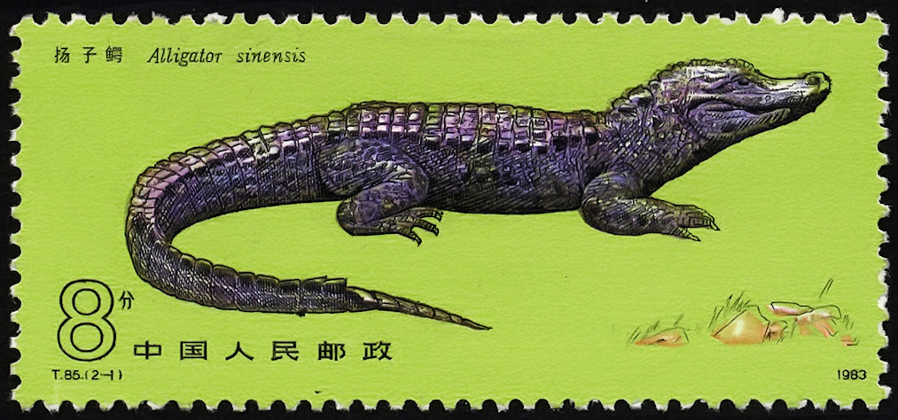 chinese stamp from 1983 featuring a chinese alligator