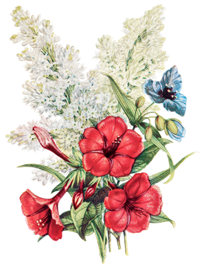 a beautiful white flower