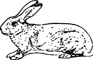a sketch of a rabbit