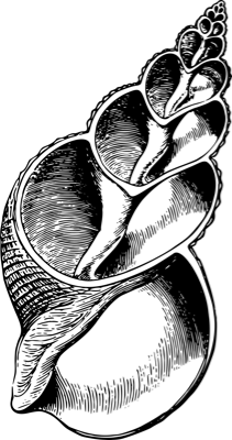 pen illustration of pointed chambered shell
