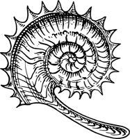 a
                black and white outline of a nautilus shell