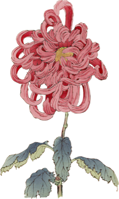 a red flower