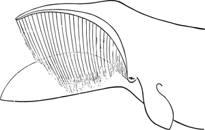 an illustration of a baleen whale's head, mouth open