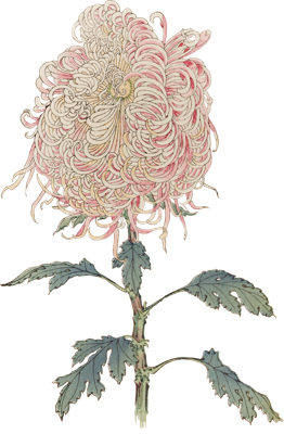 a beautiful white flower