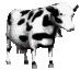 cow turning to look at the camera