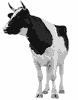 cow turning to look at the camera