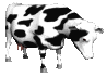 cow with ears wiggling